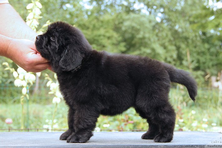 Фото: ньюфаундленд SHabli s Berega Dona (Шабли с Берега Дона)