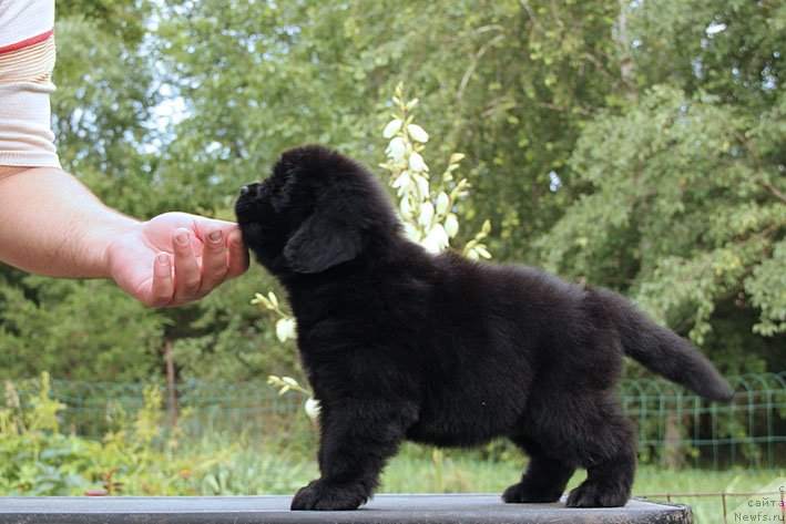 Фото: ньюфаундленд SHabli s Berega Dona (Шабли с Берега Дона)