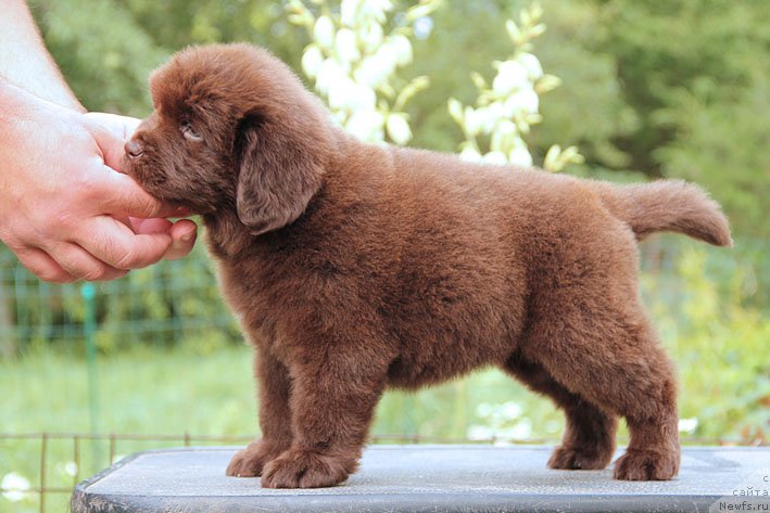 Фото: ньюфаундленд SHardone s Berega Dona (Шардоне с Берега Дона)