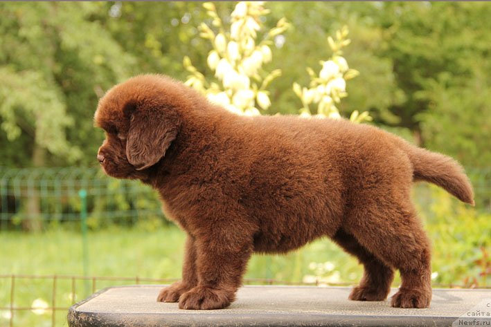 Фото: ньюфаундленд SHardone s Berega Dona (Шардоне с Берега Дона)