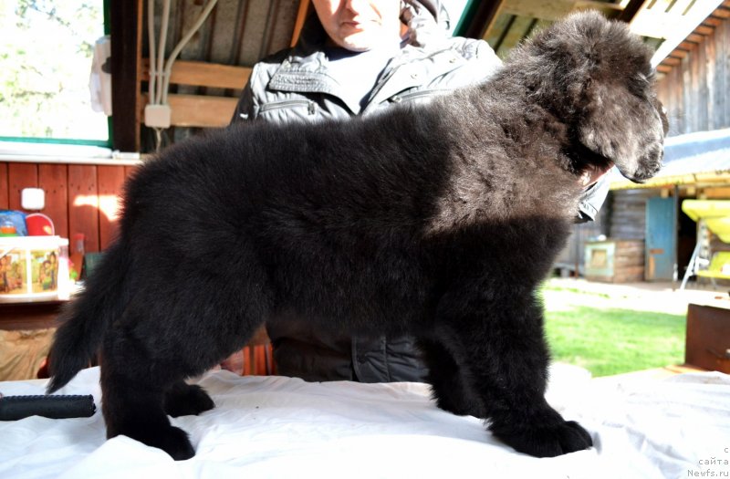 Фото: ньюфаундленд Viola Kosta Lamponi (Виола Коста Лампони)