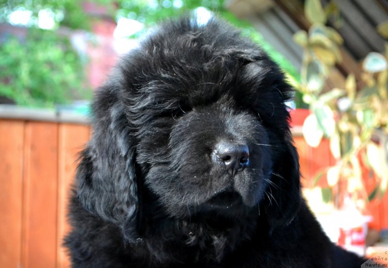 Фото: ньюфаундленд Vinsent Drukki Intrigant (Винсент Друкки Интригант)