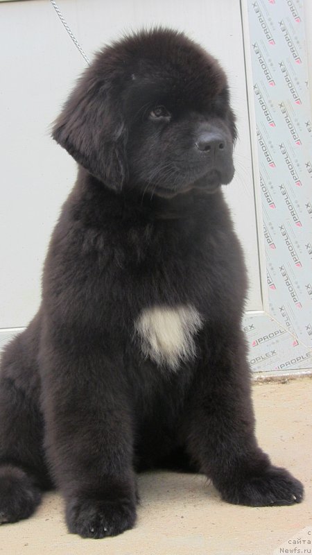 Фото: ньюфаундленд Black Clouds Keep My Soul