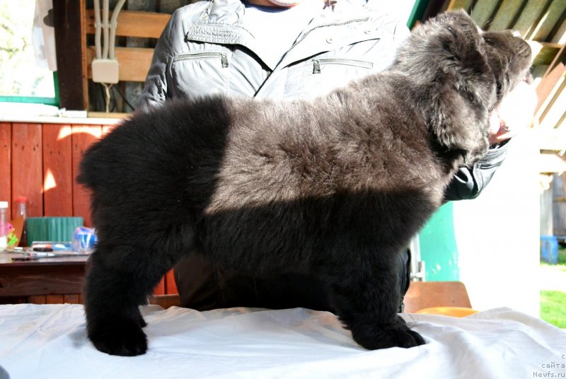 Фото: ньюфаундленд Vinsent Drukki Intrigant (Винсент Друкки Интригант)