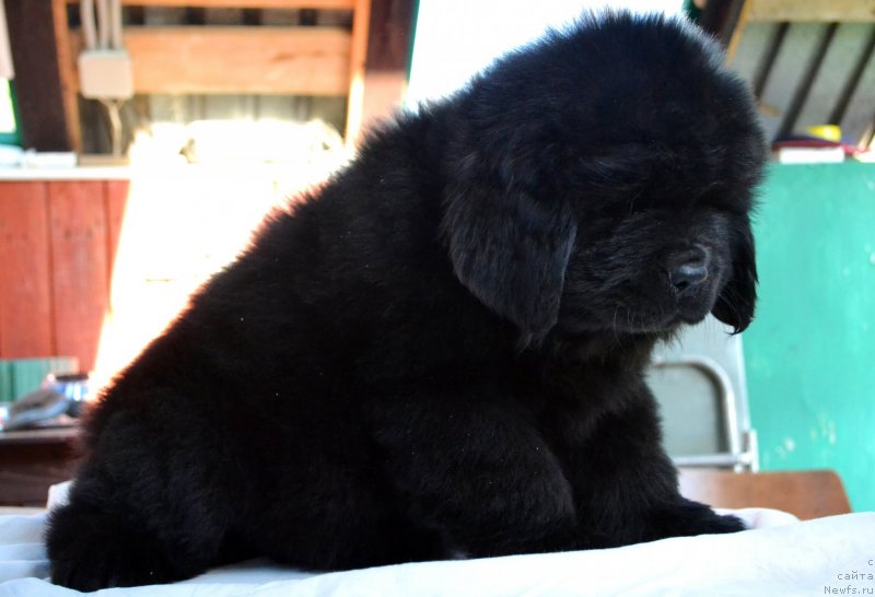 Фотография № 128046