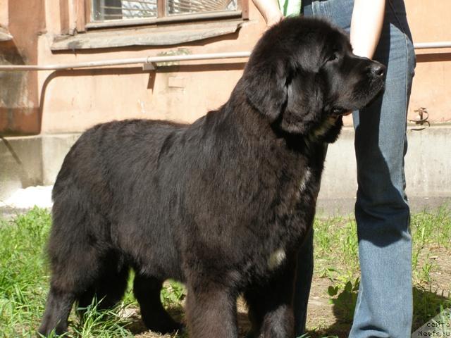 Фото: ньюфаундленд Smigar Shelkovaya Noch (Смигар Шелковая Ночь)