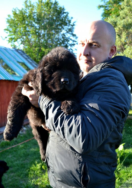 Фото: ньюфаундленд Vinsent Drukki Intrigant (Винсент Друкки Интригант)