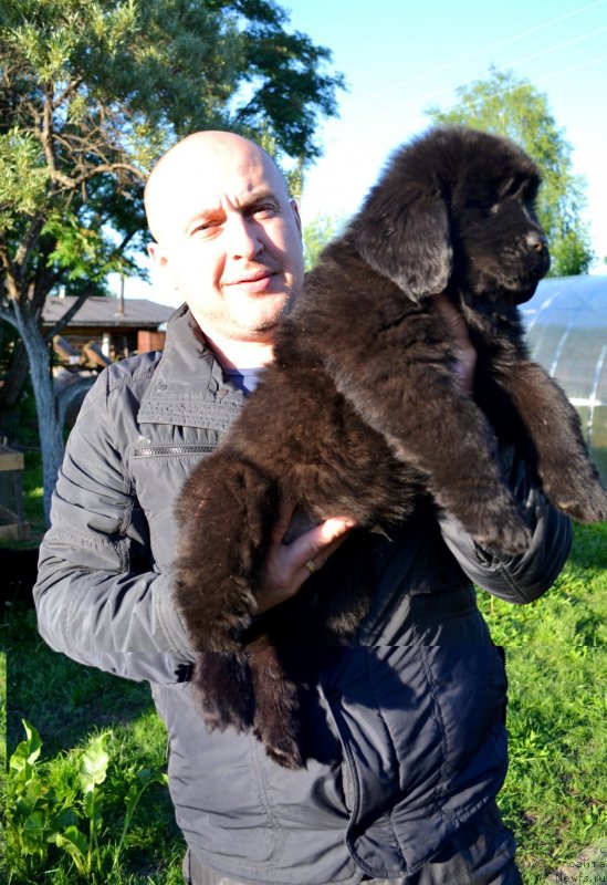 Фото: ньюфаундленд Val'kiriya Sigryun (Валькирия Сигрюн)