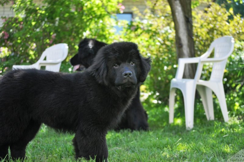 Фото: ньюфаундленд Chudo Choice Zvezdnyj Dar s Berega Dona (Чудо Чойс Звездного Дара с Берега Дона)