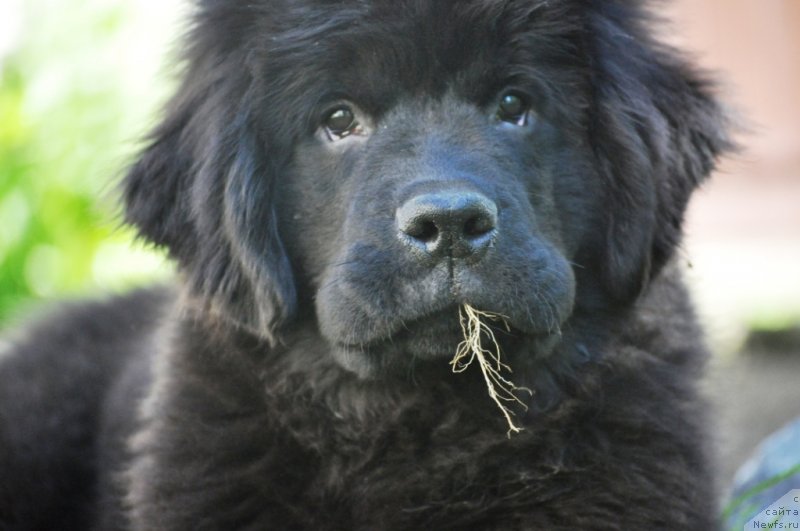 Фото: ньюфаундленд Chudo Choice Zvezdnyj Dar s Berega Dona (Чудо Чойс Звездного Дара с Берега Дона)