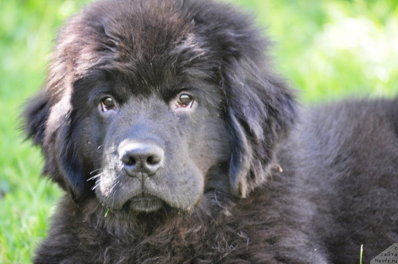 Фото: ньюфаундленд Chudo Choice Zvezdnyj Dar s Berega Dona (Чудо Чойс Звездного Дара с Берега Дона)