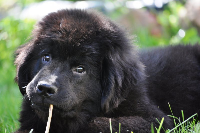 Фото: ньюфаундленд Chudo Choice Zvezdnyj Dar s Berega Dona (Чудо Чойс Звездного Дара с Берега Дона)