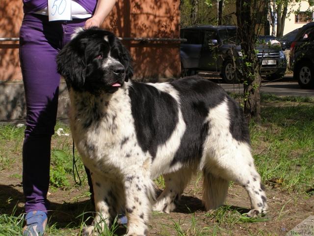 Фото: ньюфаундленд Mag Ispolin Carte Blanche for Piternyuf (Маг Исполин Карте Бланч фор Питерньюф)