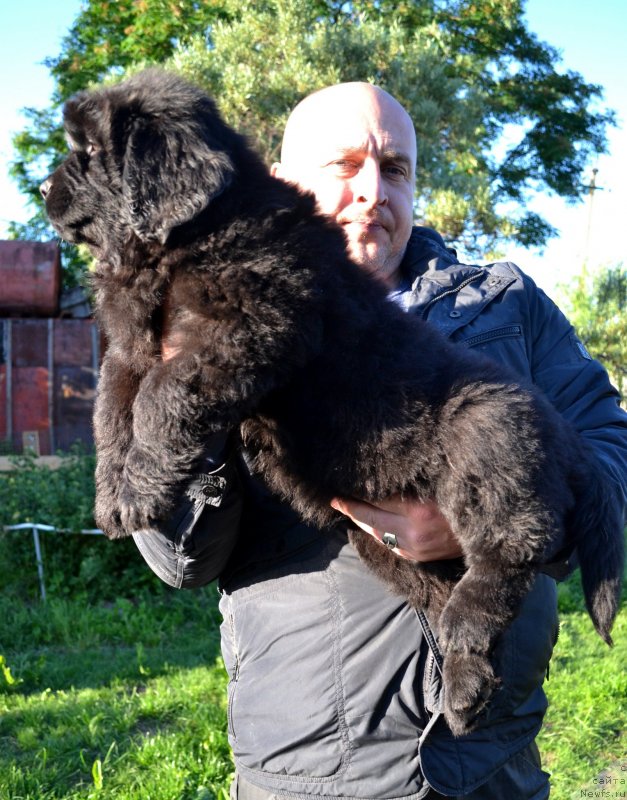 Фото: ньюфаундленд Vanilla Koka-Kola (Ванилла Кока-Кола)