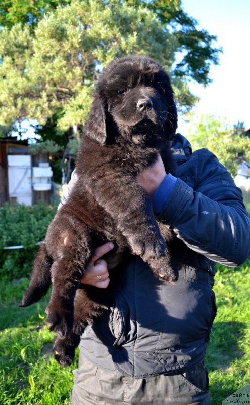 Фото: ньюфаундленд Vaviloniya Best (Вавилония Бест)