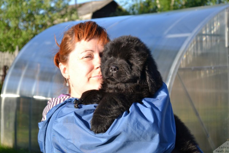 Фото: Irina Nistratova (Ирина Нистратова), ньюфаундленд Viola Kosta Lamponi (Виола Коста Лампони)