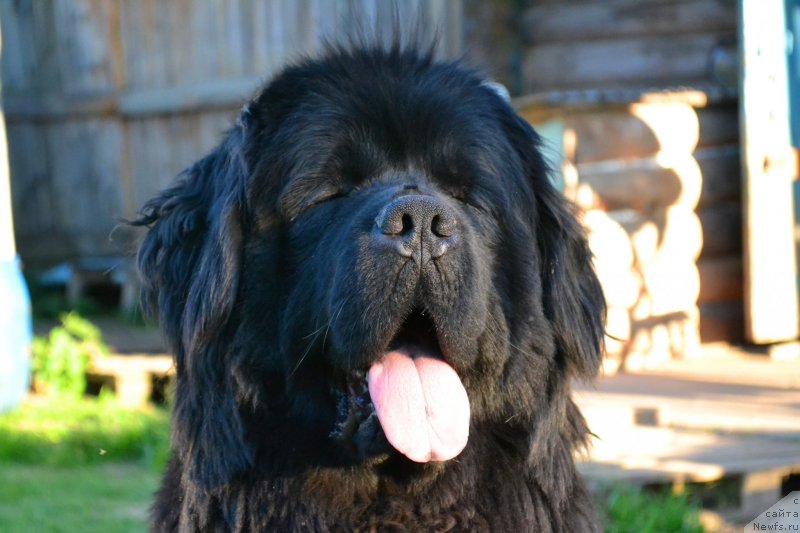 Фото: ньюфаундленд Ih Vyisochestvo Vladlena Madjiks (Их Высочество Владлена Маджикс)