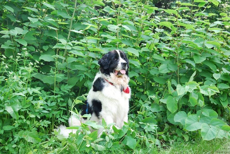 Фото: ньюфаундленд H'yugo Boss iz Unikal'noy Kollekcii (Хьюго Босс из Уникальной Коллекции)