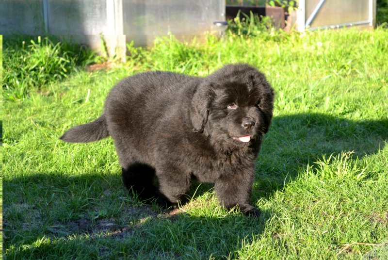 Фото: ньюфаундленд Vaviloniya Best (Вавилония Бест)