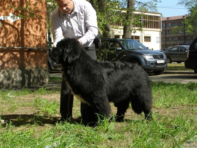 Фото: ньюфаундленд Smigar Shalovlivy Medved (Смигар Шаловливый Медведь)