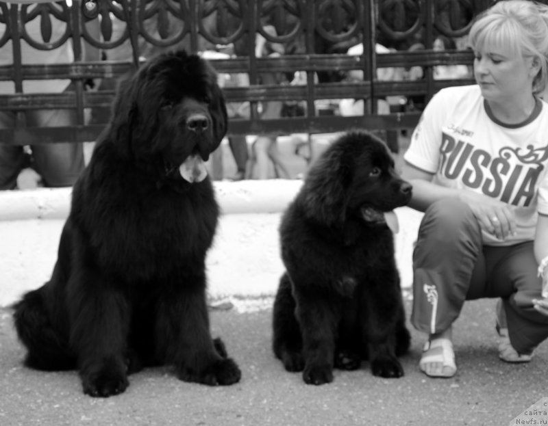 Фото: ньюфаундленд Beguschaya po Volnam Zillion (Бегущая по Волнам Зиллион), ньюфаундленд Amber Charm Ilarita (Амбер Чарм Иларита)