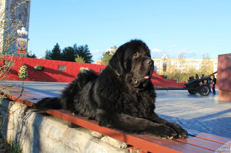 Фото: ньюфаундленд Omar SHerif (Омар Шериф)