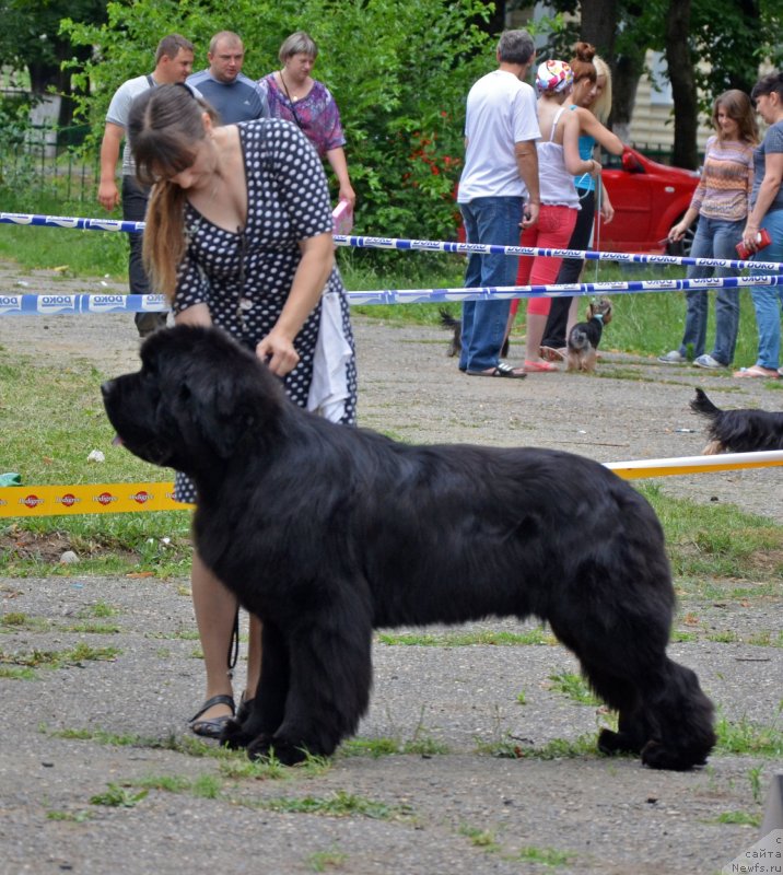 Фото: ньюфаундленд Beguschaya po Volnam Zillion (Бегущая по Волнам Зиллион)