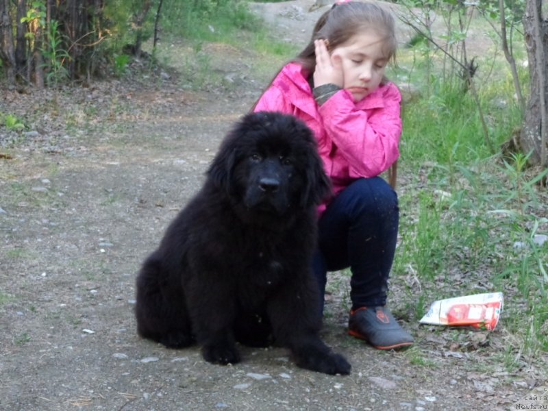 Фото: ньюфаундленд Chernaya Mafia Zip Around (Черная Мафия Зип Ароунд)