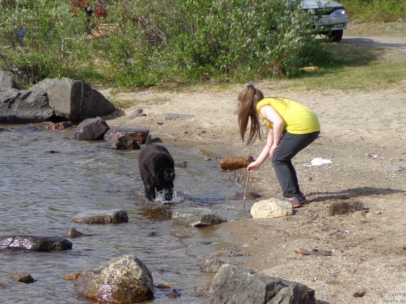 Фото: ньюфаундленд Chernaya Mafia Zip Around (Черная Мафия Зип Ароунд)