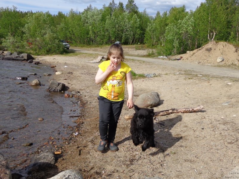 Фото: ньюфаундленд Chernaya Mafia Zip Around (Черная Мафия Зип Ароунд)