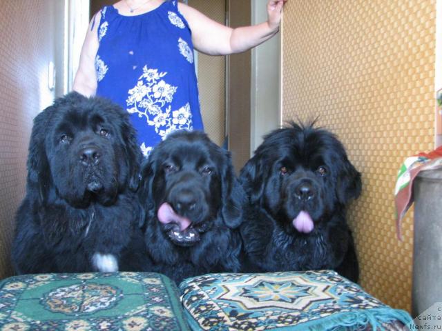 Фотография № 12812