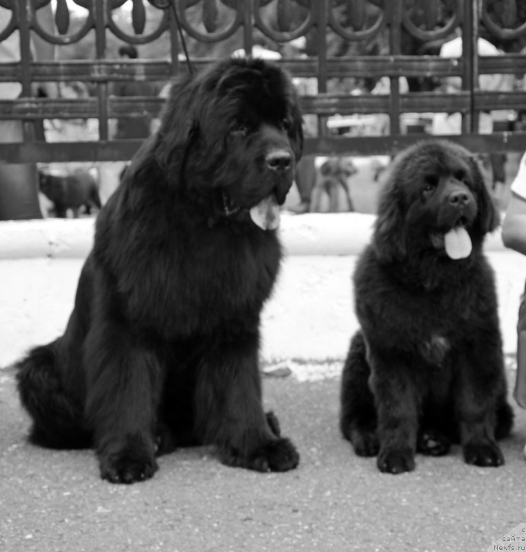 Фото: ньюфаундленд Beguschaya po Volnam Zillion (Бегущая по Волнам Зиллион), ньюфаундленд Amber Charm Ilarita (Амбер Чарм Иларита)