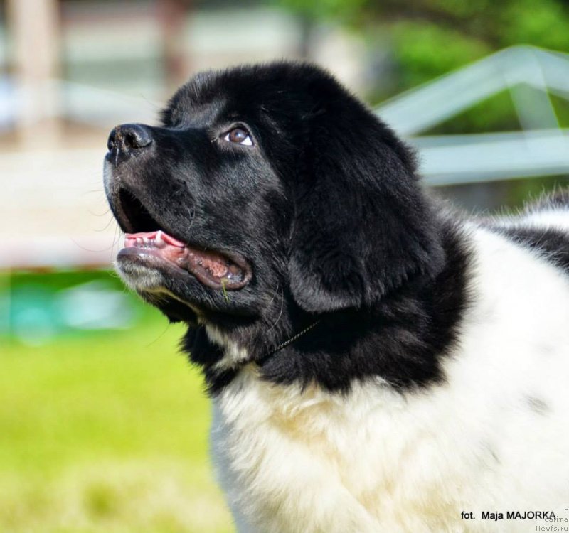 Фото: ньюфаундленд Chernaya Mafia Zebra Time (Черная Мафия Зебра Тиме)