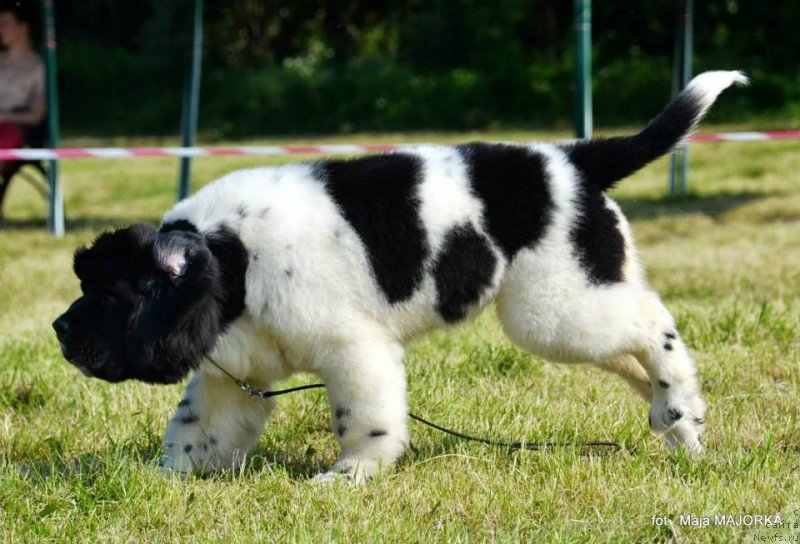 Фото: ньюфаундленд Chernaya Mafia Zebra Time (Черная Мафия Зебра Тиме)