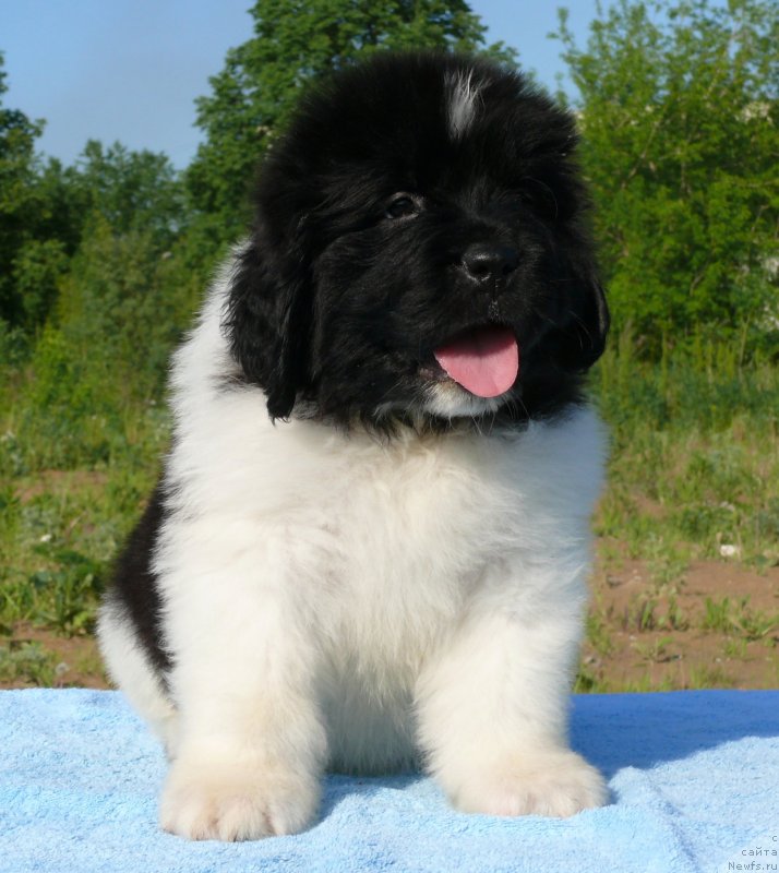 Фотография № 128140