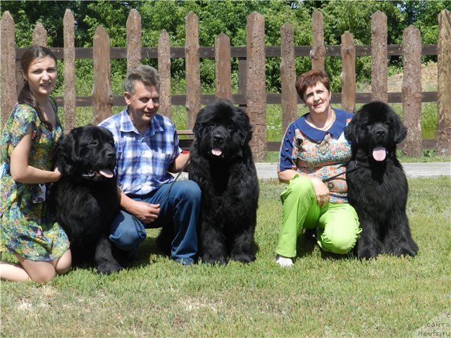 Фото: ньюфаундленд Aquatoriya Kelvin Ten Strike (Акватория Келвин Тэн Страйк), ньюфаундленд Akvatoriya Kelvin Ursula (Акватория Келвин Урсула), ньюфаундленд Yupiter Tsar Bogov ot Sibirskogo Medvedja (Юпитер Царь Богов от Сибирского Медведя)