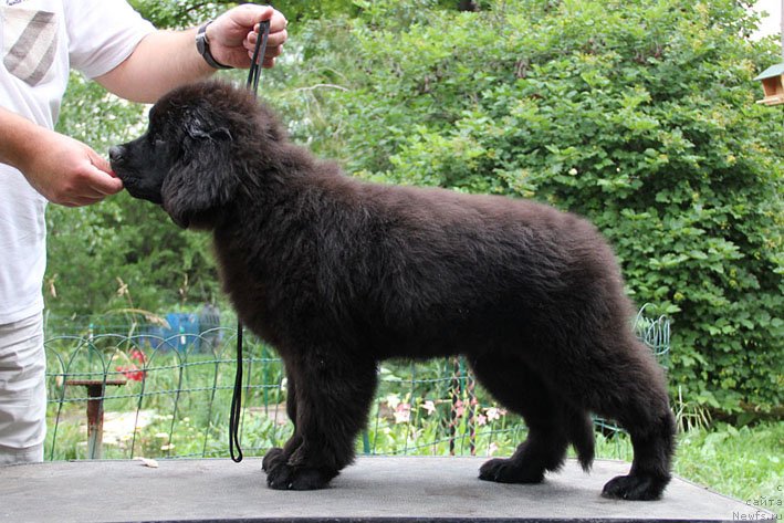 Фото: ньюфаундленд Chernyj Chank s Berega Dona (Черный Чанк с Берега Дона)