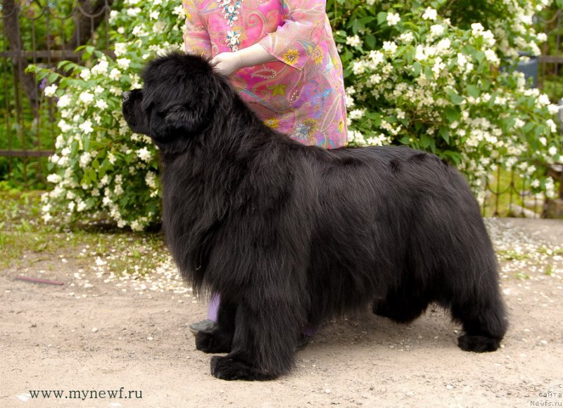 Фото: ньюфаундленд Sent Djons Rose for Me (Сент Джонс Роуз фо Ми)