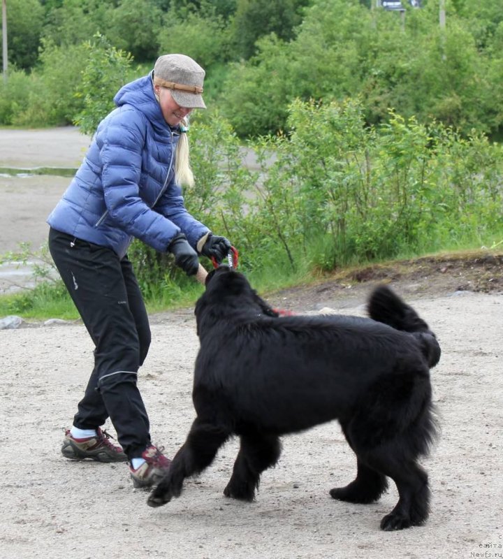 Фото: ньюфаундленд Piternyuf Nota Bene (Питерньюф Нота Бене), Ekaterina Zayceva (Екатерина Зайцева)