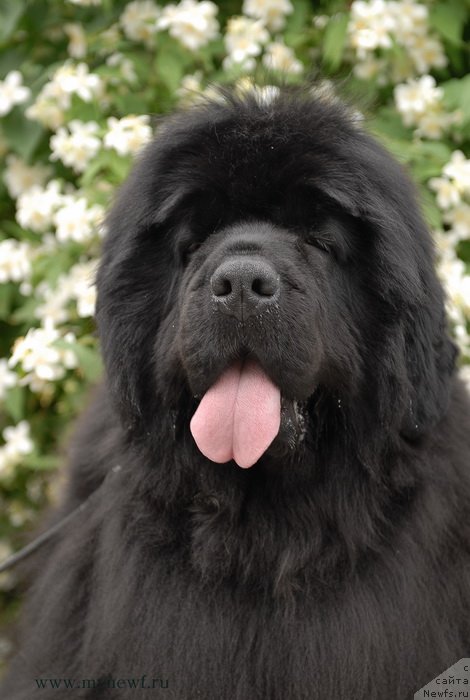 Фото: ньюфаундленд Sent Djons Rose for Me (Сент Джонс Роуз фо Ми)