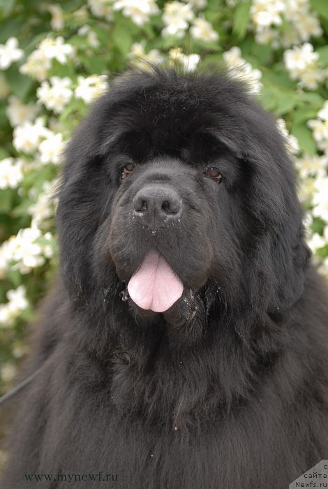 Фото: ньюфаундленд Sent Djons Rose for Me (Сент Джонс Роуз фо Ми)