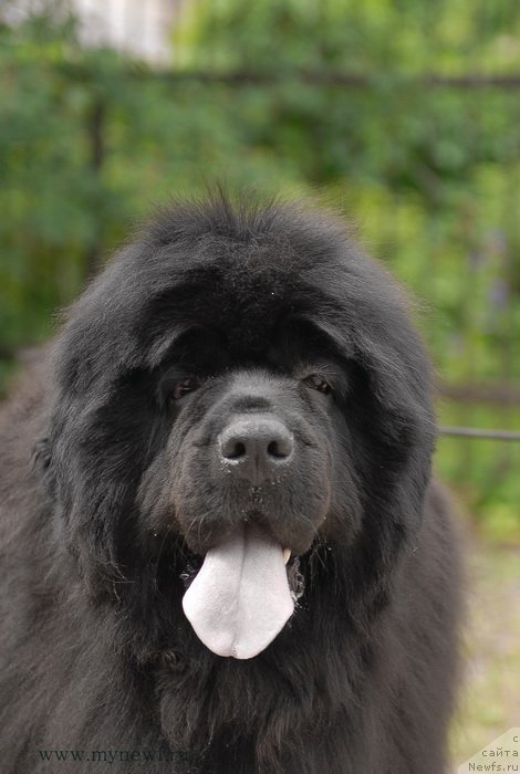 Фото: ньюфаундленд Sent Djons Rose for Me (Сент Джонс Роуз фо Ми)