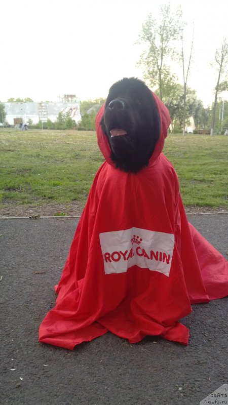 Фото: ньюфаундленд Ih Visochestvo Viola Zhanmonika (Их Высочество Виола Жанмоника)