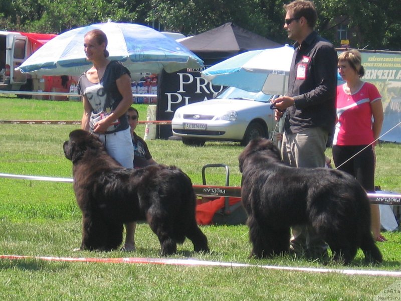 Фото: ньюфаундленд Аlpha Tauri Dinastiya Soverchenstva (Альфа Таури Династия Совершенства)