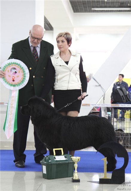 Фото: ньюфаундленд Han Tengri Birs Vanessa (Хан Тенгри Бирс Ванесса)