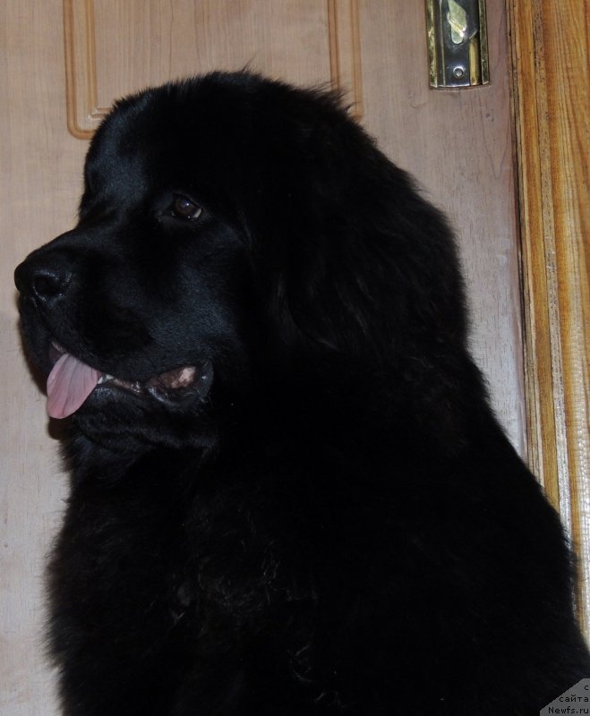 Фото: ньюфаундленд Bi Perfekt Arabella (Би Перфект Арабелла)