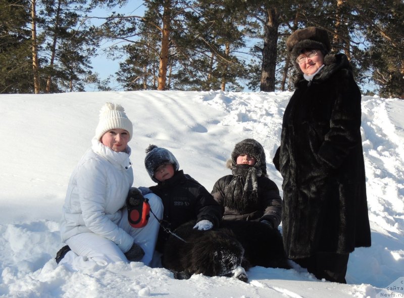 Фото: ньюфаундленд Bi Perfekt Arabella (Би Перфект Арабелла), Irina Pavlova (Ирина Павлова)