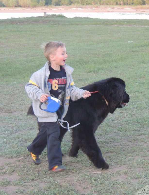Фото: ньюфаундленд Bi Perfekt Arabella (Би Перфект Арабелла)