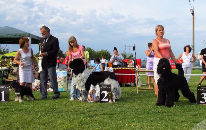 Фото: ньюфаундленд Plyushevaya Panda Stil'-Sankt-Peterburga (Плюшевая Панда Стиль-Санкт-Петербурга)