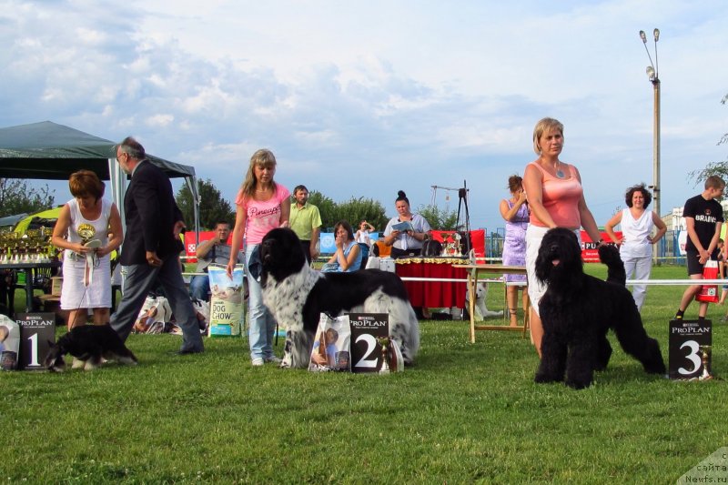 Фото: ньюфаундленд Plyushevaya Panda Stil'-Sankt-Peterburga (Плюшевая Панда Стиль-Санкт-Петербурга)